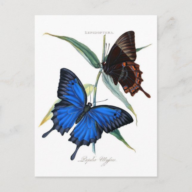 Classic Illustration Postcard (Front)