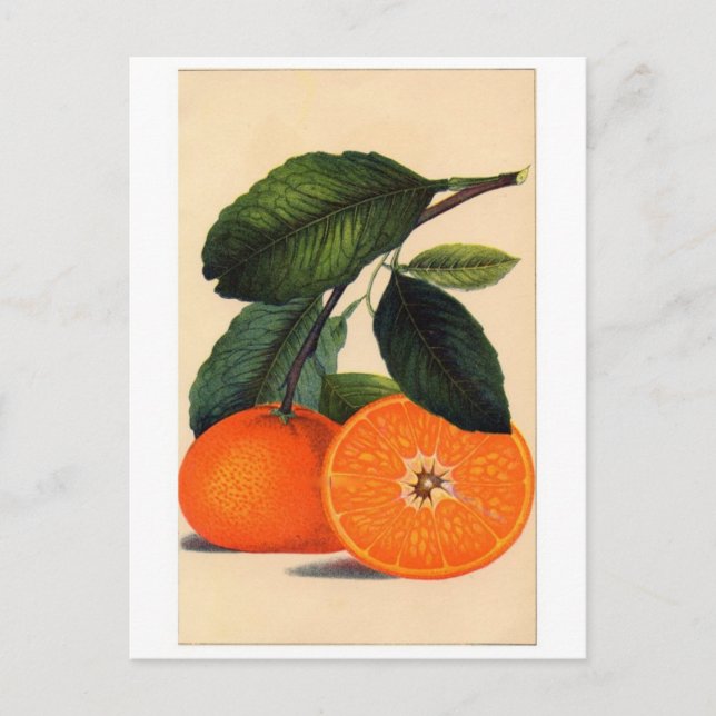 Classic Illustration Postcard (Front)