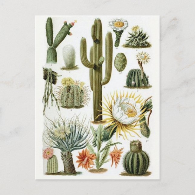 Classic Illustration Postcard (Front)