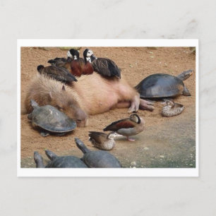 Classic Photo Postcard