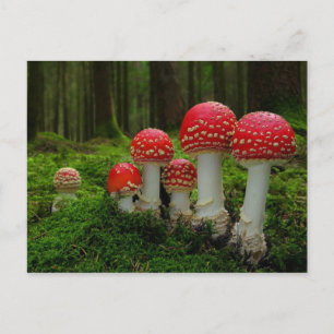 Classic Photo Postcard