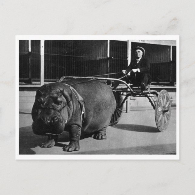 Classic Photo Postcard (Front)