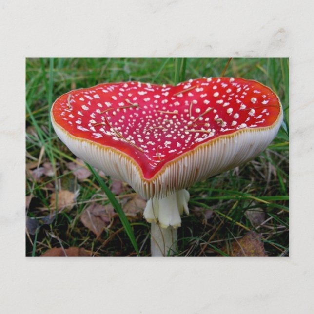 Classic Photo Postcard (Front)