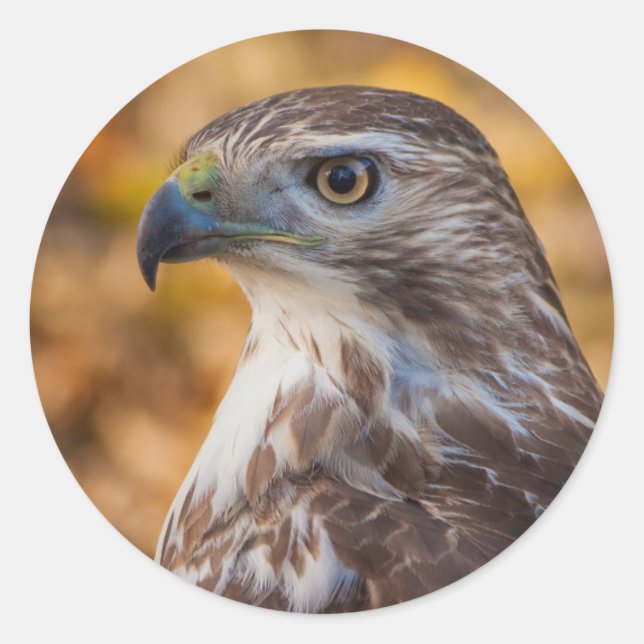 Classic Round Sticker, Glossy Hawk Profile Sticker (Front)