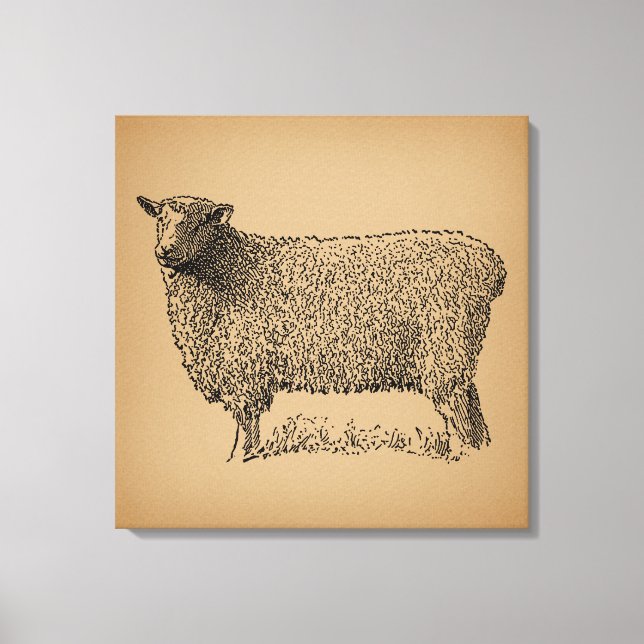 Classic Sheep Art Illustration Antique Farm Animal Canvas Print (Front)