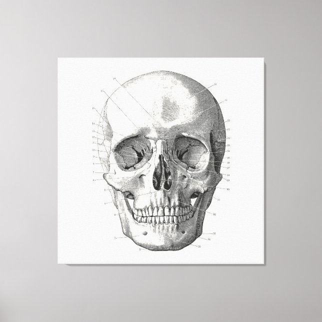 Classic Skull Diagram Illustration Canvas Print (Front)