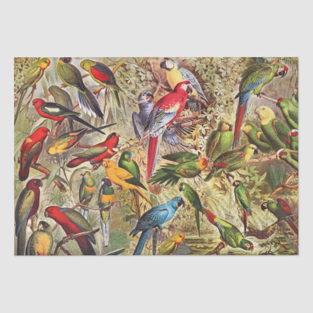 Classic Vintage Tropical Birds Parrots Decoupage Tissue Paper (Front)