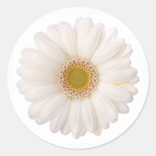 Classic White Gerbera Daisy Flower Round Sticker