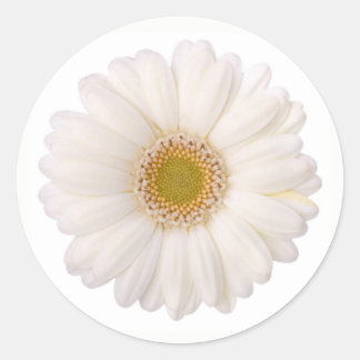 Classic White Gerbera Daisy Flower Round Sticker