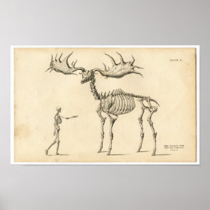 Animal Skeleton Posters, Prints & Poster Printing | Zazzle CA