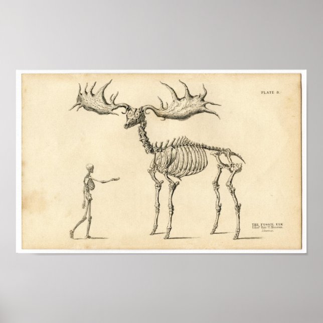 Classic Zoological Etching - Ancient Elk & Human Poster (Front)