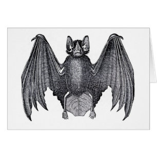 Classic Zoological Etching - Bat