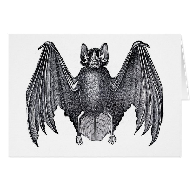 Classic Zoological Etching - Bat (Front Horizontal)