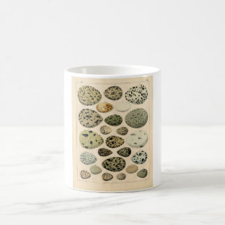 Classic Zoological Etching - Bird Eggs Coffee Mug