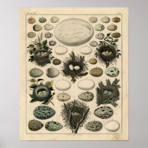 Classic Zoological Etching - Bird Nests & Eggs Poster