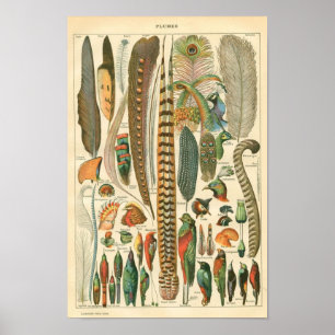 Classic Zoological Etching - Birds & Plumage Poster