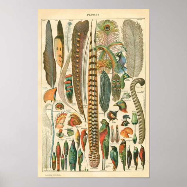 Classic Zoological Etching - Birds & Plumage Poster (Front)