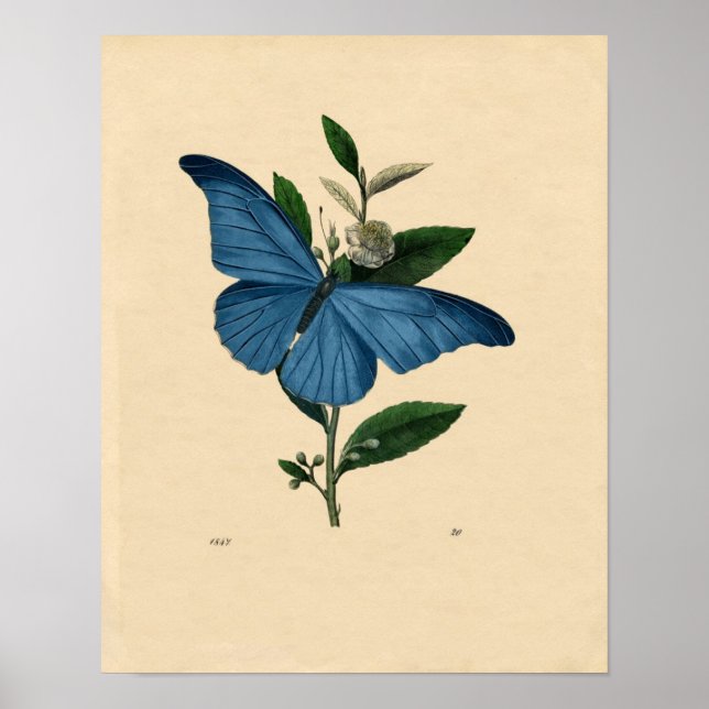 Classic Zoological Etching - Blue Butterfly Poster (Front)