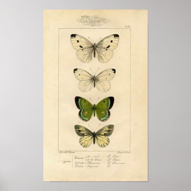Classic Zoological Etching - Butterflies Poster (Front)