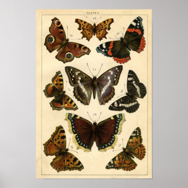 Classic Zoological Etching - Butterflies Poster (Front)