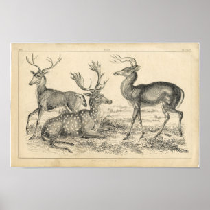 Classic Zoological Etching - Deer Poster