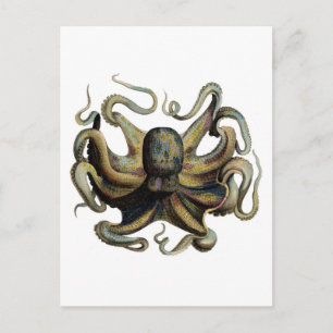 Classic Zoological Etching - Grumpy Octopus Postcard