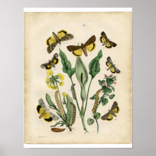 Classic Zoological Etching - Moths Poster