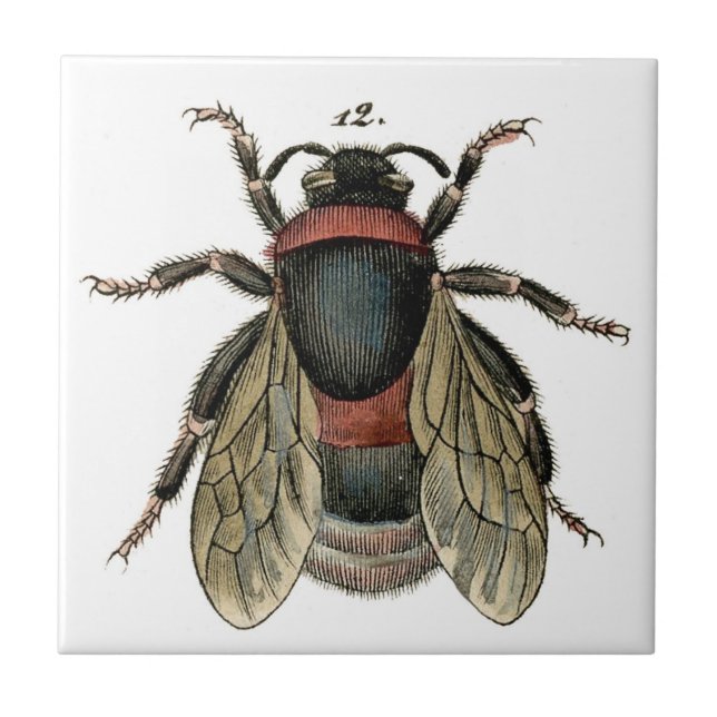 Classic Zoological Etching of a Bumble Bee Tile (Front)