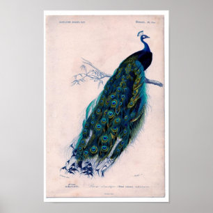 Classic Zoological Etching - Peacock Poster