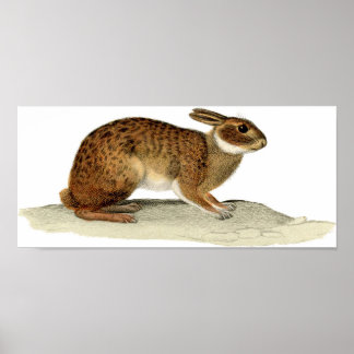 Classic Zoological Etching - Rabbit Poster