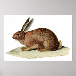 Classic Zoological Etching - Rabbit Poster