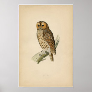 Classic Zoological Etching - Tawny Owl Poster