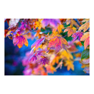Classy Japanese Maple leaves Photo Print