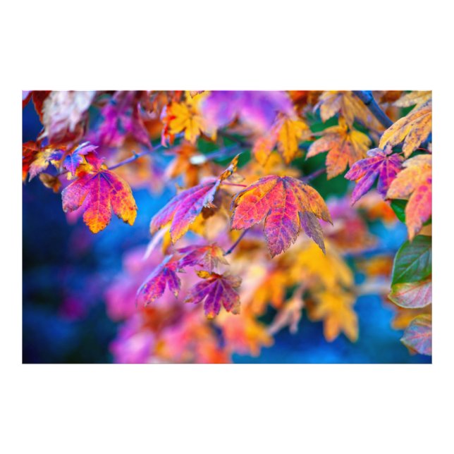 Classy Japanese Maple leaves Photo Print (Front)