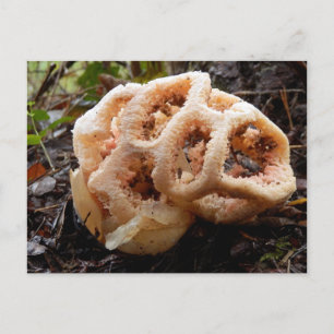 Clathrus ruber Postcard