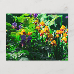 Claude Monet Type Stylized Garden Iris Postcard