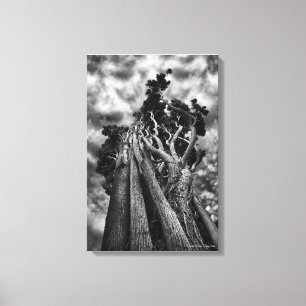 Clawing The Skies, fine art black and white Canvas Print