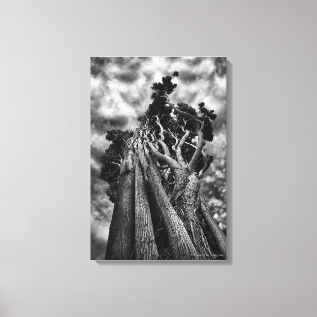 Clawing The Skies, fine art black and white Canvas Print (Front)