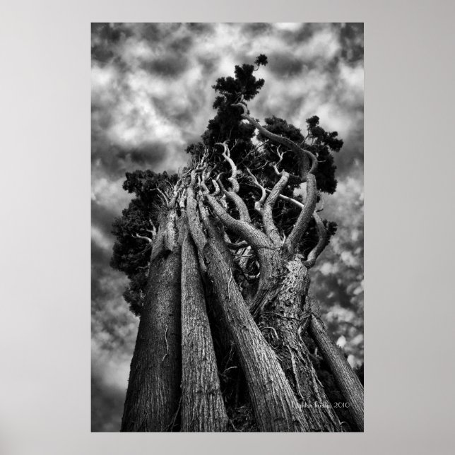 Clawing The Skies - Fine Art Photograph Poster (Front)