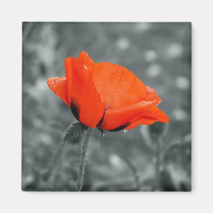 Clé de couleur Aimant Poppy