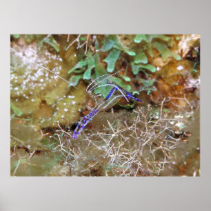 Cleaner Shrimp Poster