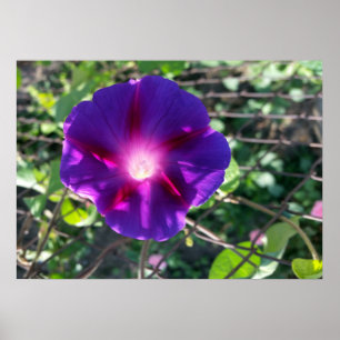 clear purple petals poster