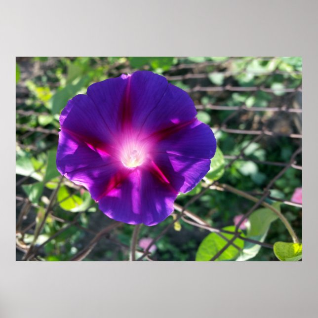 clear purple petals poster (Front)