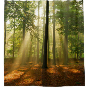 Clear rays of light shining through the forest in