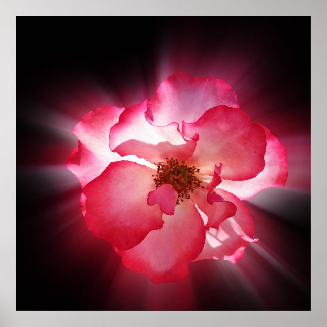 clear red petals poster (Front)