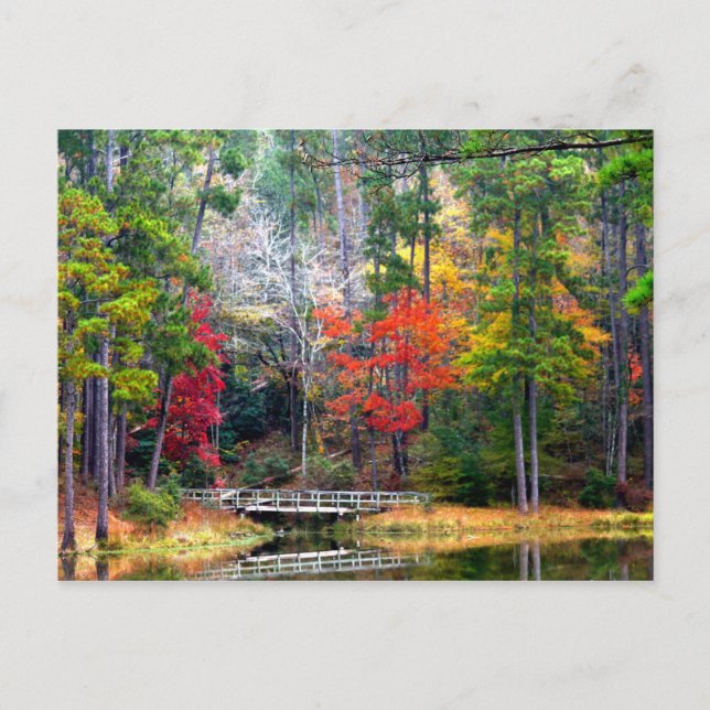 Clear Springs - Homochitto National Forest Postcard (Front)