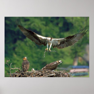 Clear the Runway Poster