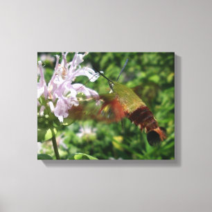 Clear Wing Hummingbird Moth Canvas Print