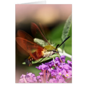 Clearwing Hawk Moth - Hemaris thysbe