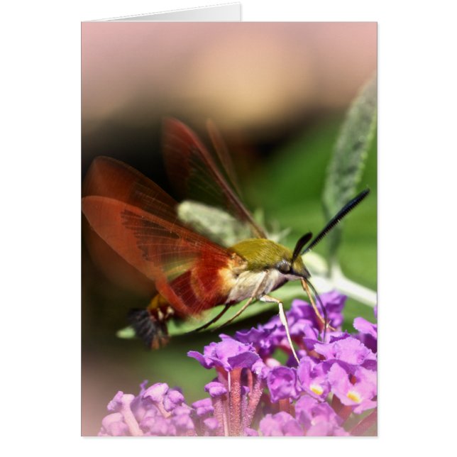Clearwing Hawk Moth - Hemaris thysbe (Front)